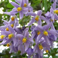 Saint Vincent's Lilac Vine (Solanum seaforthianum)	