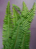 Southern Sword Fern (Nephrolepis Cordifolia)