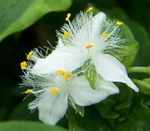 Wandering Jew:  White Flowered, Inch Plant (Tradescantia fluminensis)