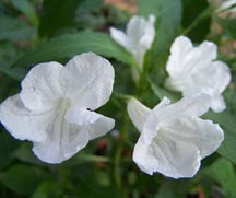Mexican Petunia, 