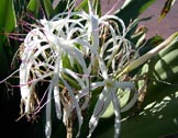 Crinum Lily: White Grand Spider Lily, Giant Crinum (Crinum asiaticum)