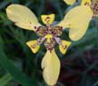 Walking Iris:  Yellow (Neomarica longifolia)	
