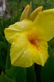 Canna Lily: Yellow 'Richard Wallace' Rhizomes (C. x Generalis)