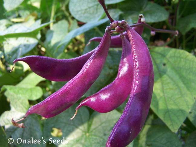 10+ Purple Hyacinth Bean Vine Seeds   Cottage Garden  