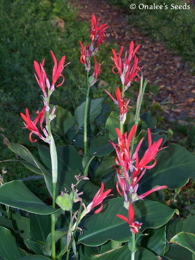 Image 1 of Canna Lily Seeds RED Tropicals, Indian Shot, Canna Indica